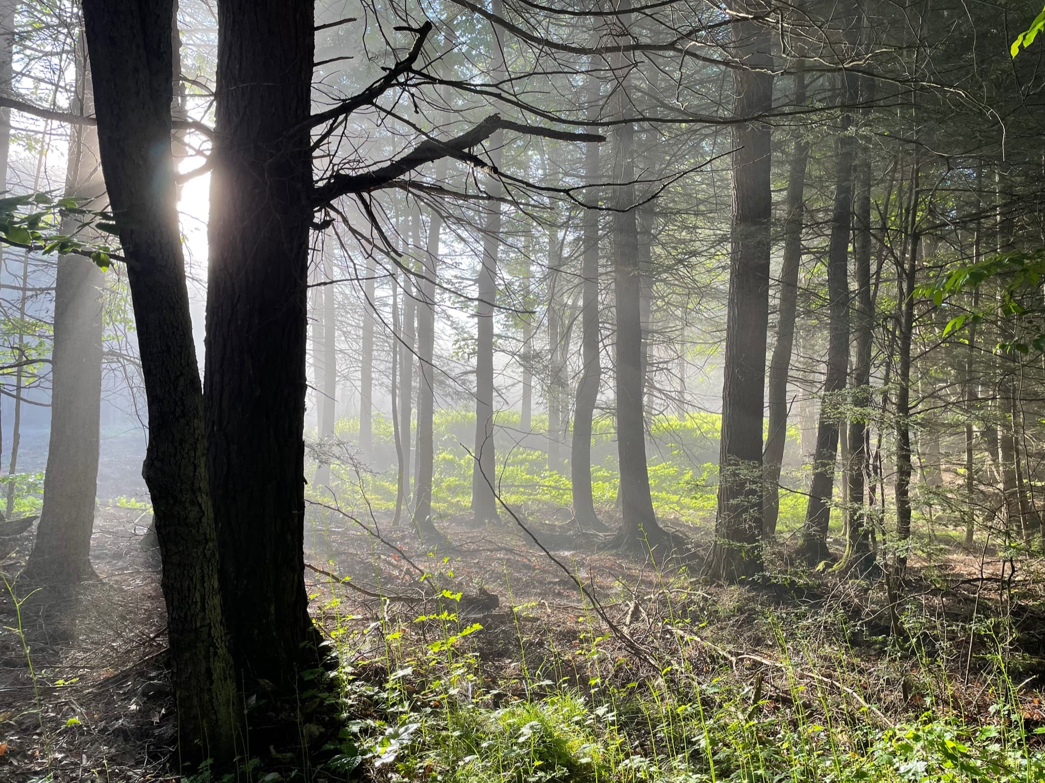 Sunny forest representing Náman's growth and renewal